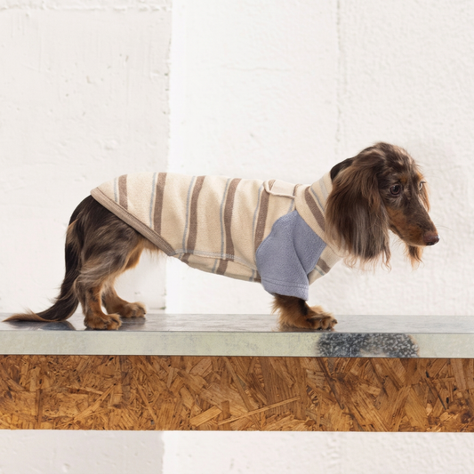 Honey Stripe Dog Jumper with Blue Sleeves – Beige
