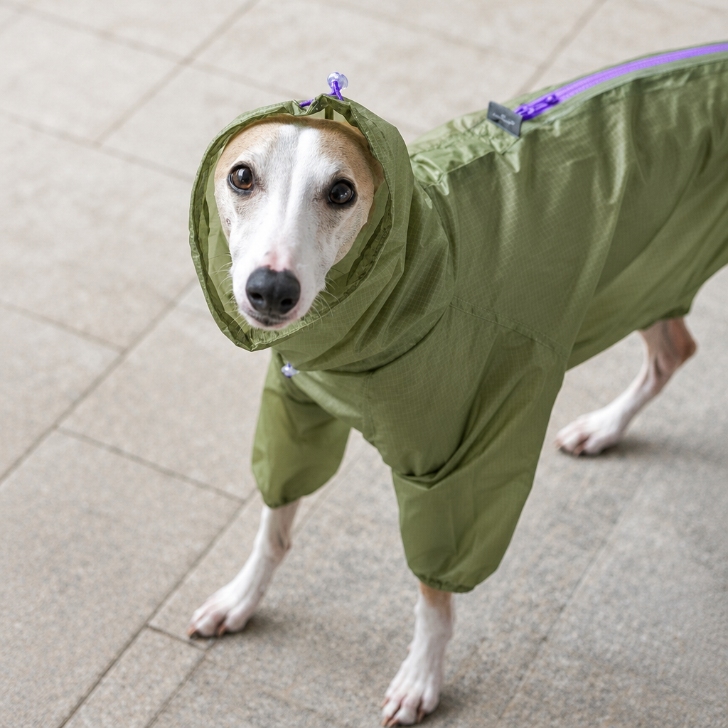 Whippet looking up in a Mist Green LightShield rain suit with the adjustable raised neck around its head and a purple back zip.