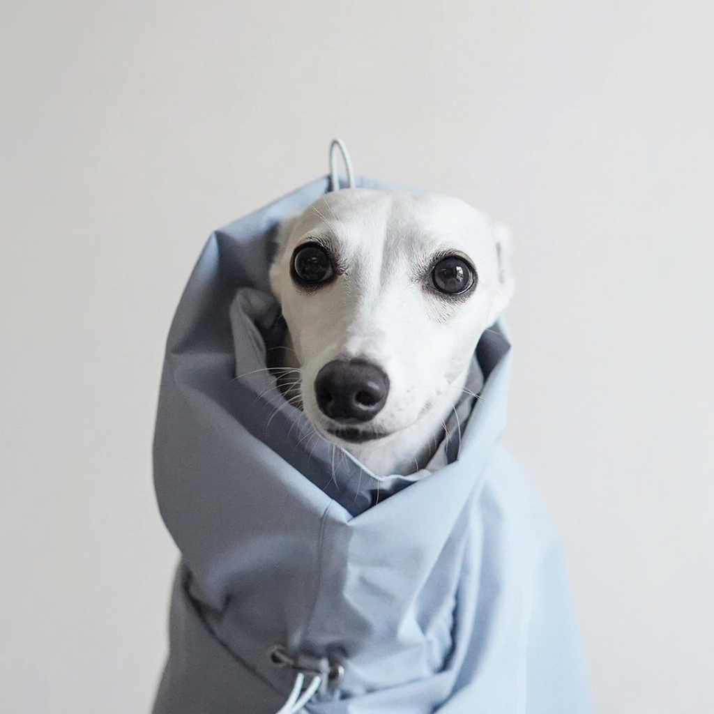 Close-up of a white dog's face framed by the extended collar of the pale Blue Quickwear raincoat, with adjustment cord visible.
