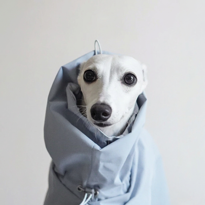 Close-up of a white dog's face framed by the extended collar of the pale Blue Quickwear raincoat, with adjustment cord visible.