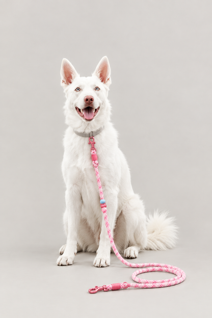 Braided rope dog lead – view 5