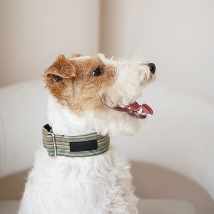 Striped Martingale Dog Collar – Purple, Green, Red or Blue