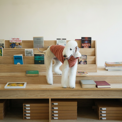 White dog standing on wooden bookshelves wearing the chestnut brown Autumn Stripes vest with red stripes and open leg holes.