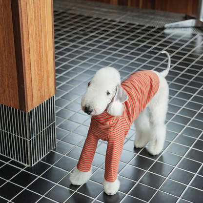 White dog on a black tiled floor wearing the long-sleeved brown and red-striped style, different from the sleeveless vest offered in this listing.