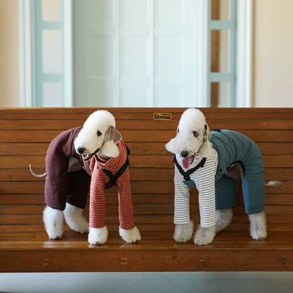 Two white dogs on a wooden bench wearing burgundy Red and Blue Winter Workwear overalls over separate striped tops.