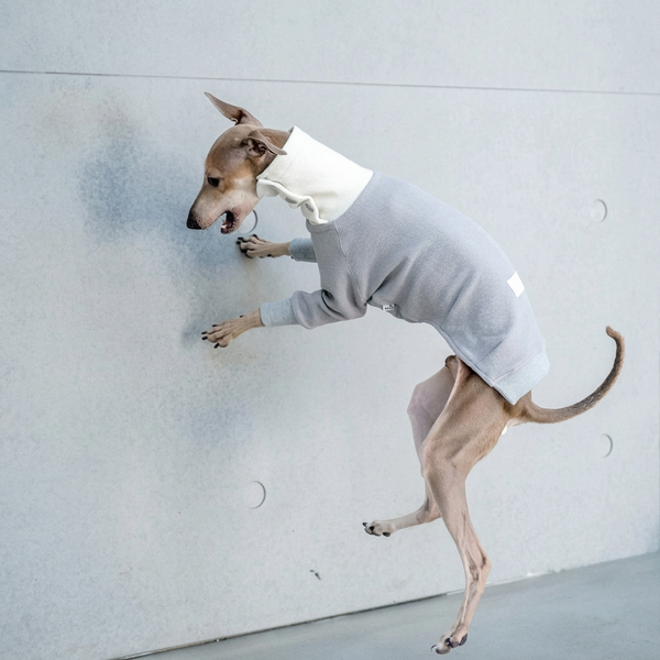 Snap Button Dog Shirt – Grey or Purple