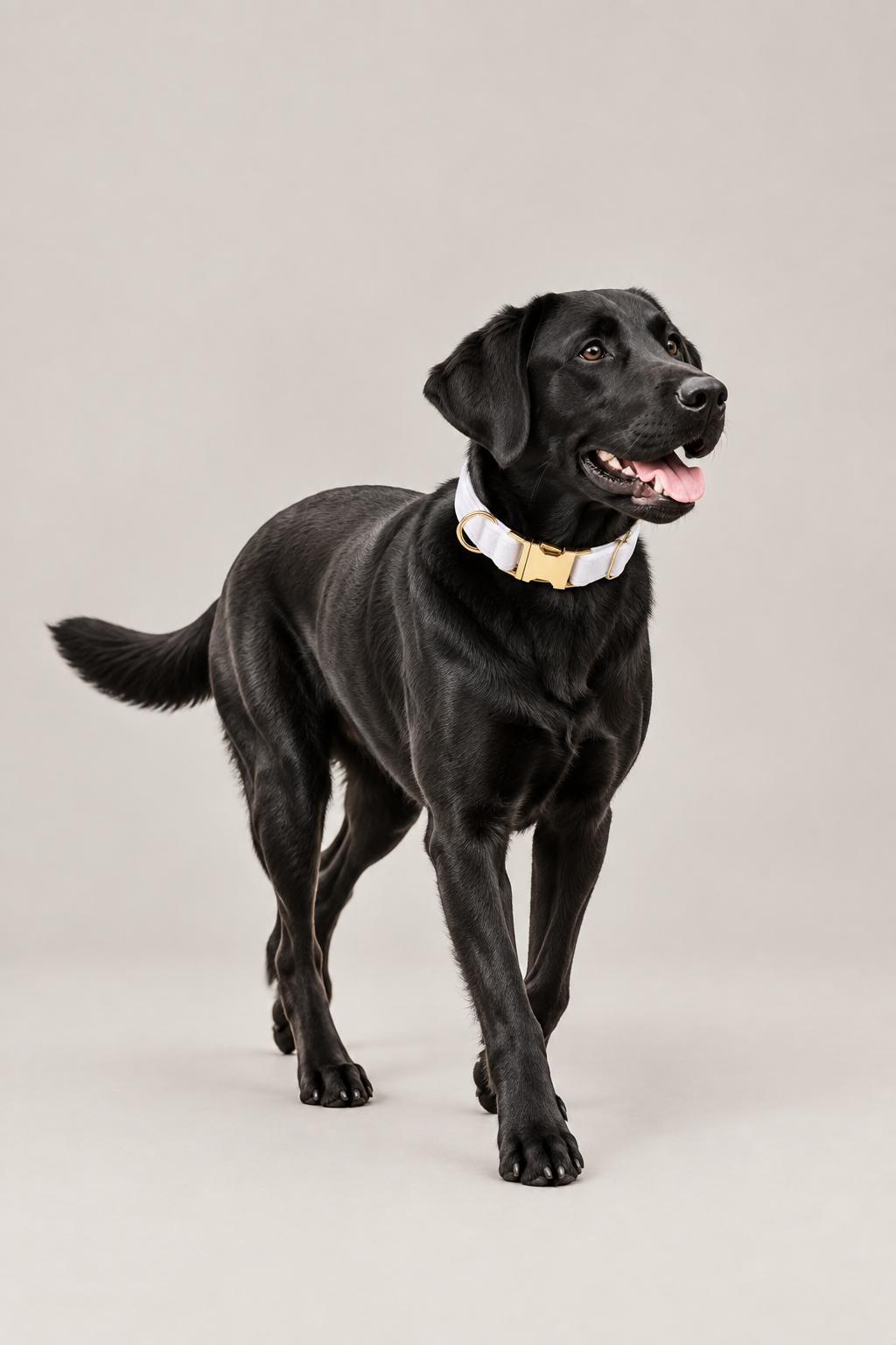 Velvet dog collar with gold buckle – view 3