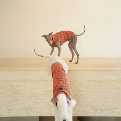 Two dogs wearing brown and red-striped Autumn Stripes sleeveless vests on a stone platform, viewed from above.