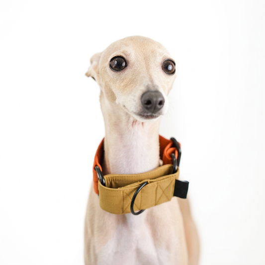 Rover’s Resilience Martingale Dog Collar – Orange or Purple