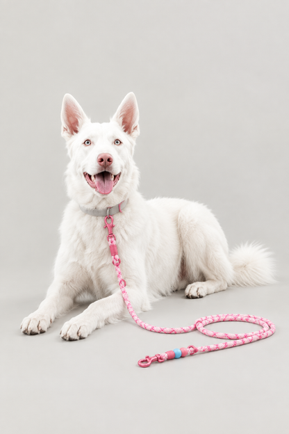 Braided rope dog lead – view 6