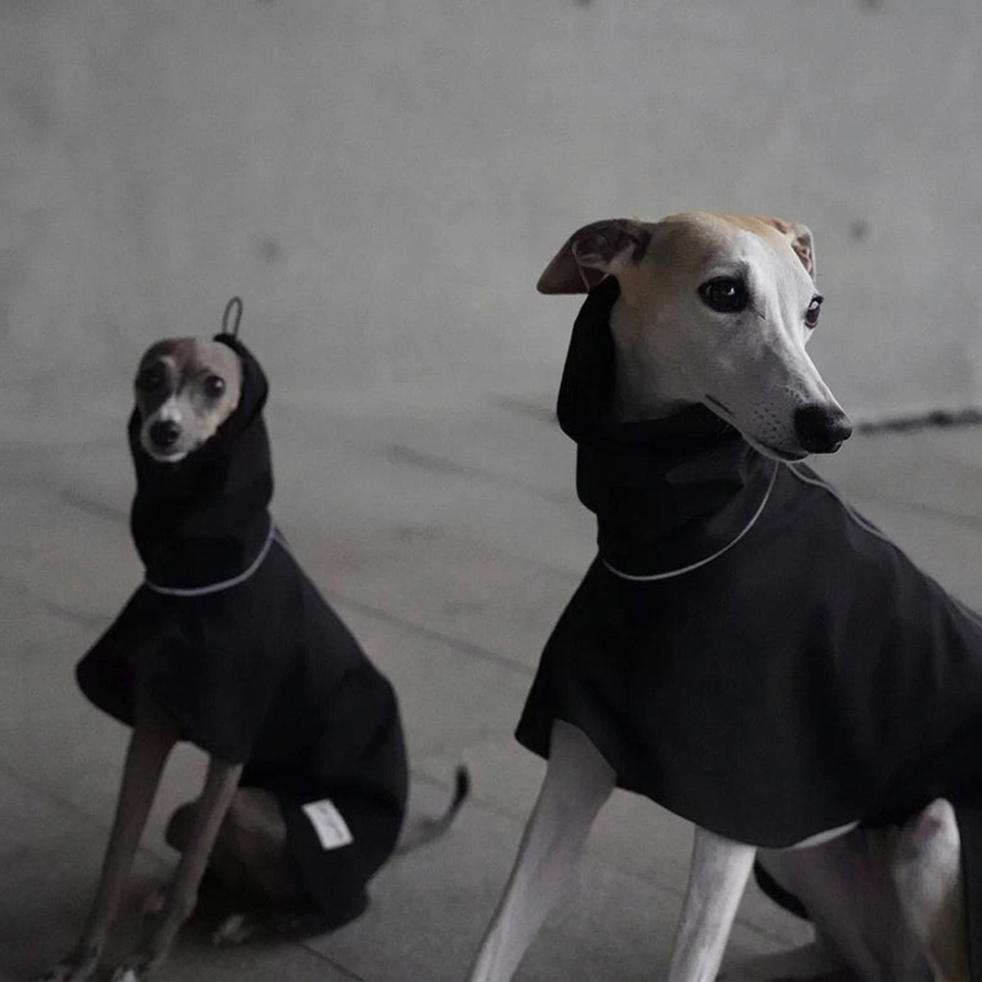 Explore High-Neck Dog Raincoat – Black, White or Dark Green