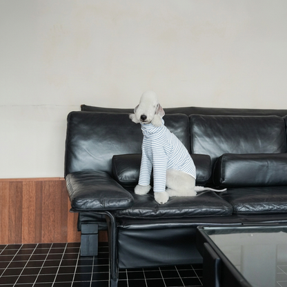 White dog seated on a black leather sofa in the pale striped long-sleeved Autumn Stripes style, distinct from the vest options currently listed.