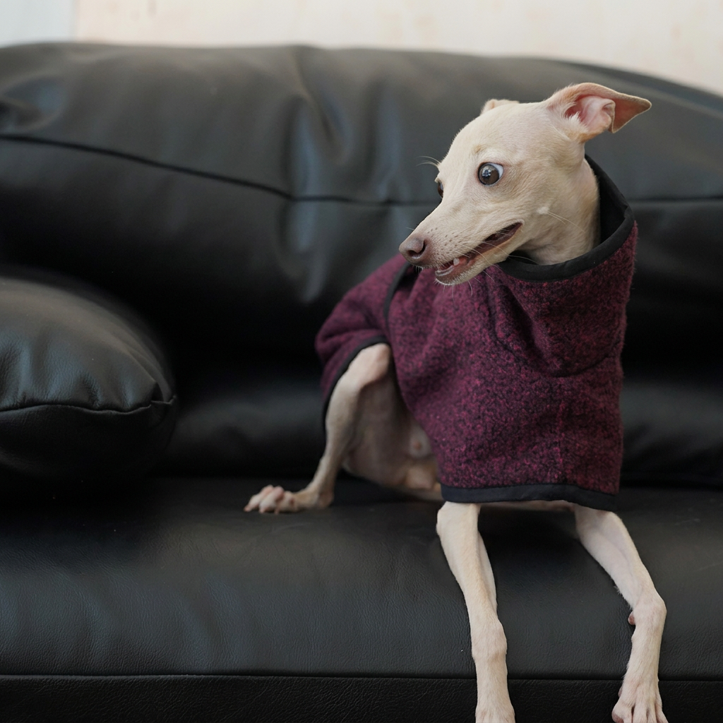 White dog lounging on a black leather sofa in the plum Metropolitan dog coat, showing its high collar and black trim.