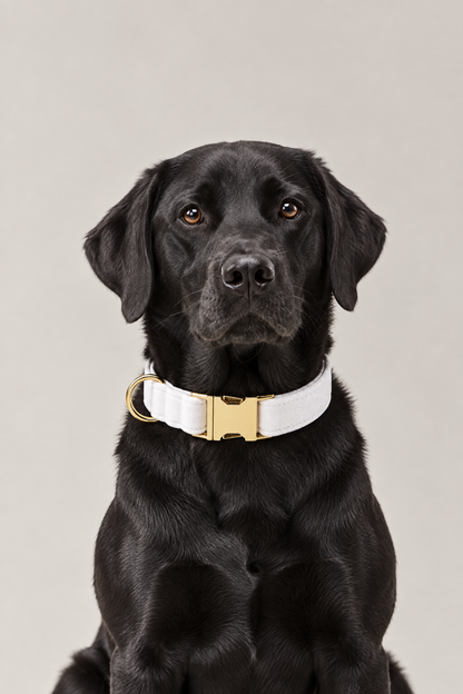 Velvet dog collar with gold buckle – view 5