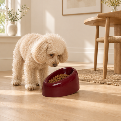 Poodle beside burgundy bowl