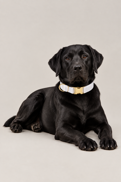 Velvet dog collar with gold buckle – view 4