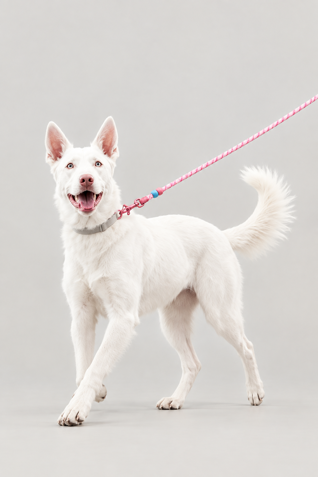 Braided rope dog lead – view 7
