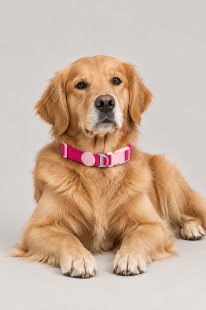 Padded quick-release puppy collar – view 5
