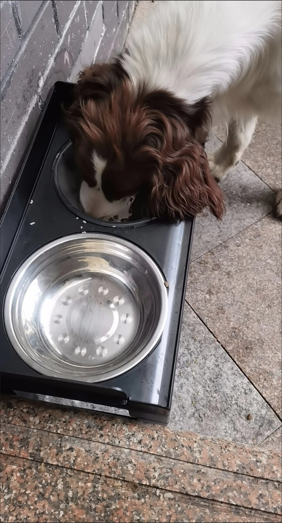 6-Height Adjustable Dog Bowl Stand - Raised Double Feeder with Slow Feeder Option for Large Dogs