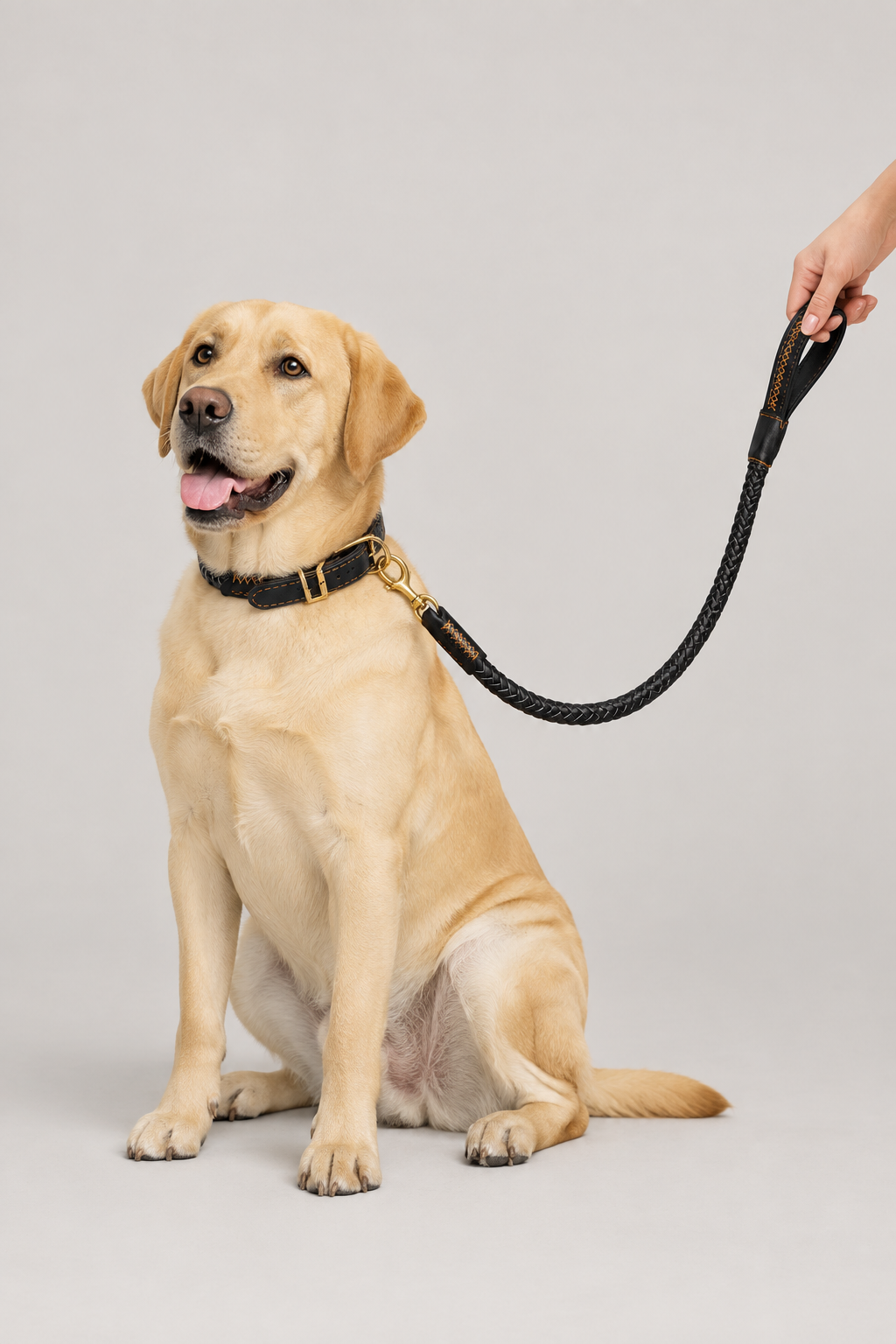 Labrador wearing the braided collar and matching lead