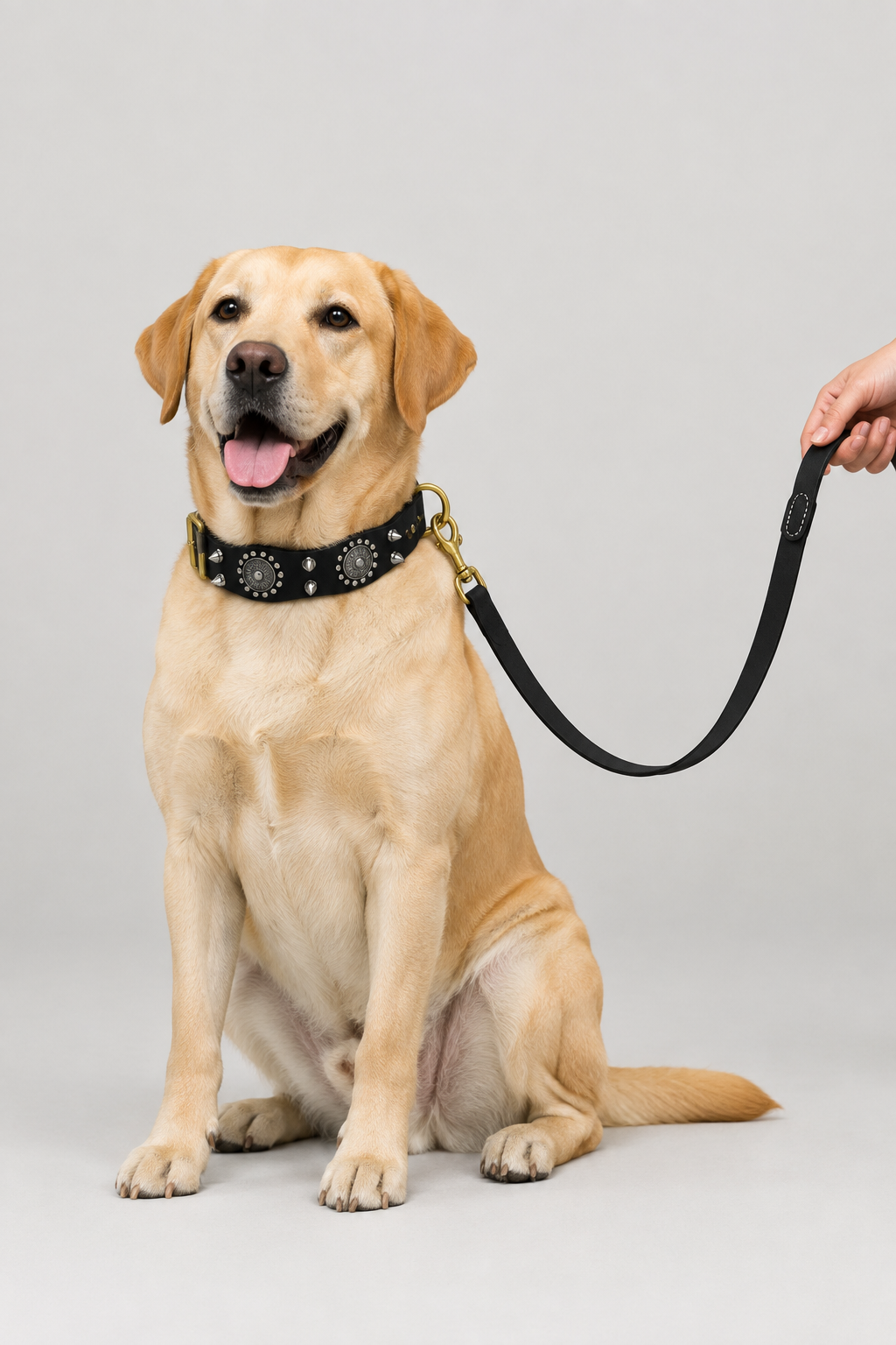 Labrador wearing the decorated black collar and matching lead