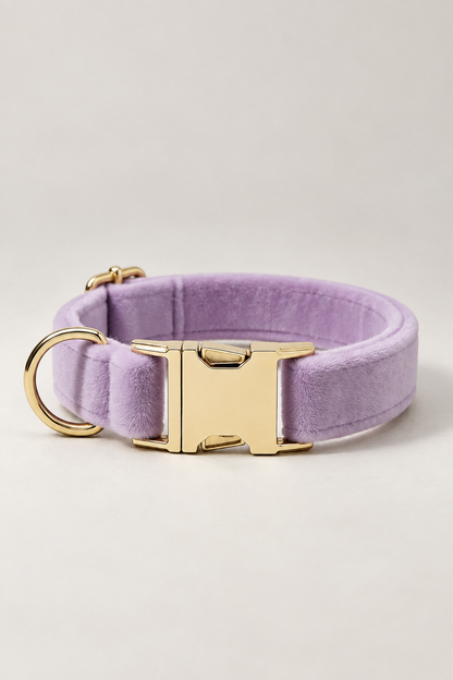 Velvet dog collar with gold buckle in Lilac