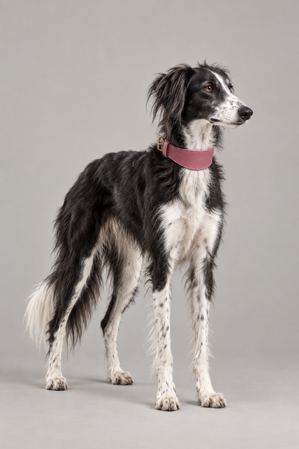 Lurcher wearing Rose Leather Hound Collar