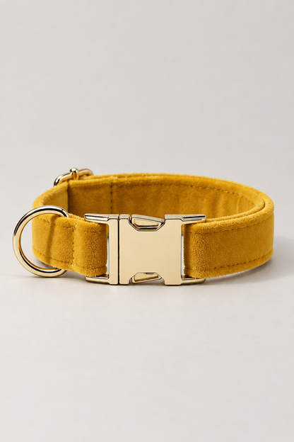 Velvet dog collar with gold buckle in Mustard