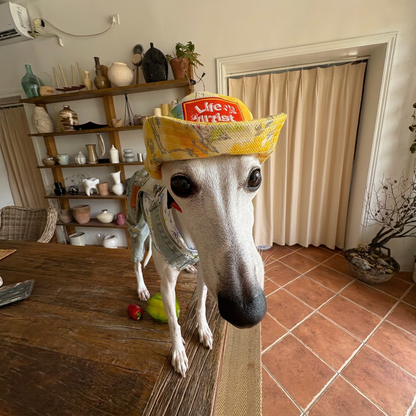 Citrus Explorer Matching Caps – Human & Dog