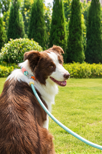 Padded nylon slip lead – view 2