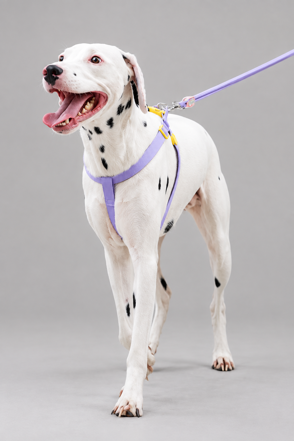 Rope dog collar and lead set – Quick-Release Collar with Padded-Handle Lead