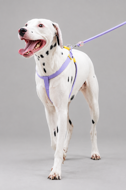 Rope dog collar and lead set – Quick-Release Collar with Padded-Handle Lead