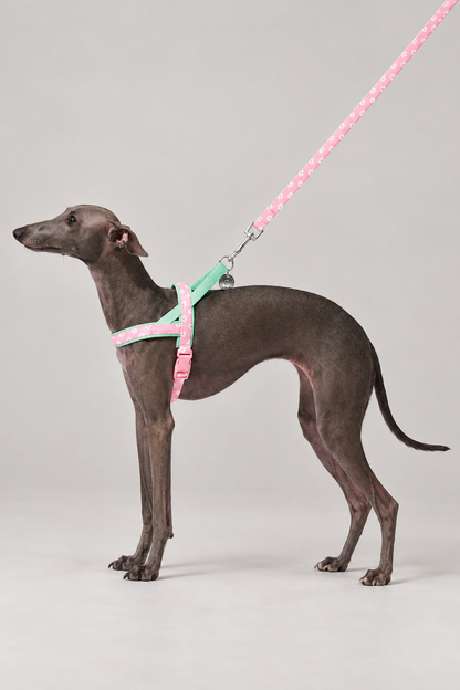 Floral dog harness and lead set – view 3