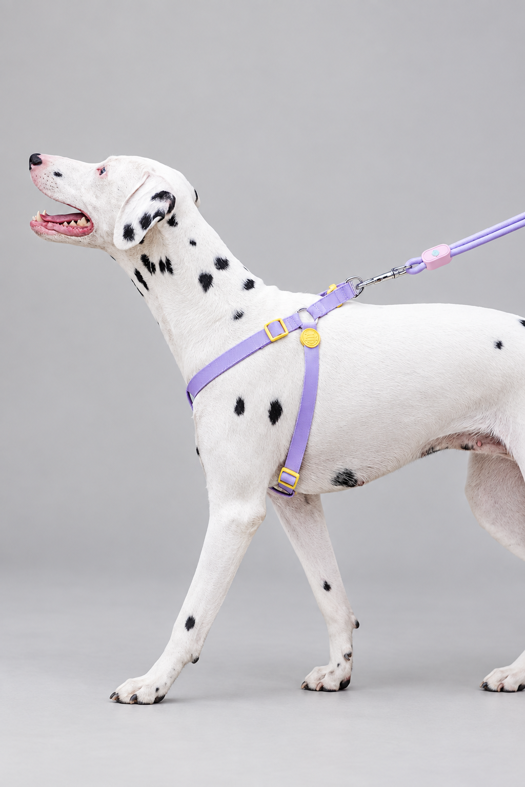 Rope dog collar and lead set – view 2