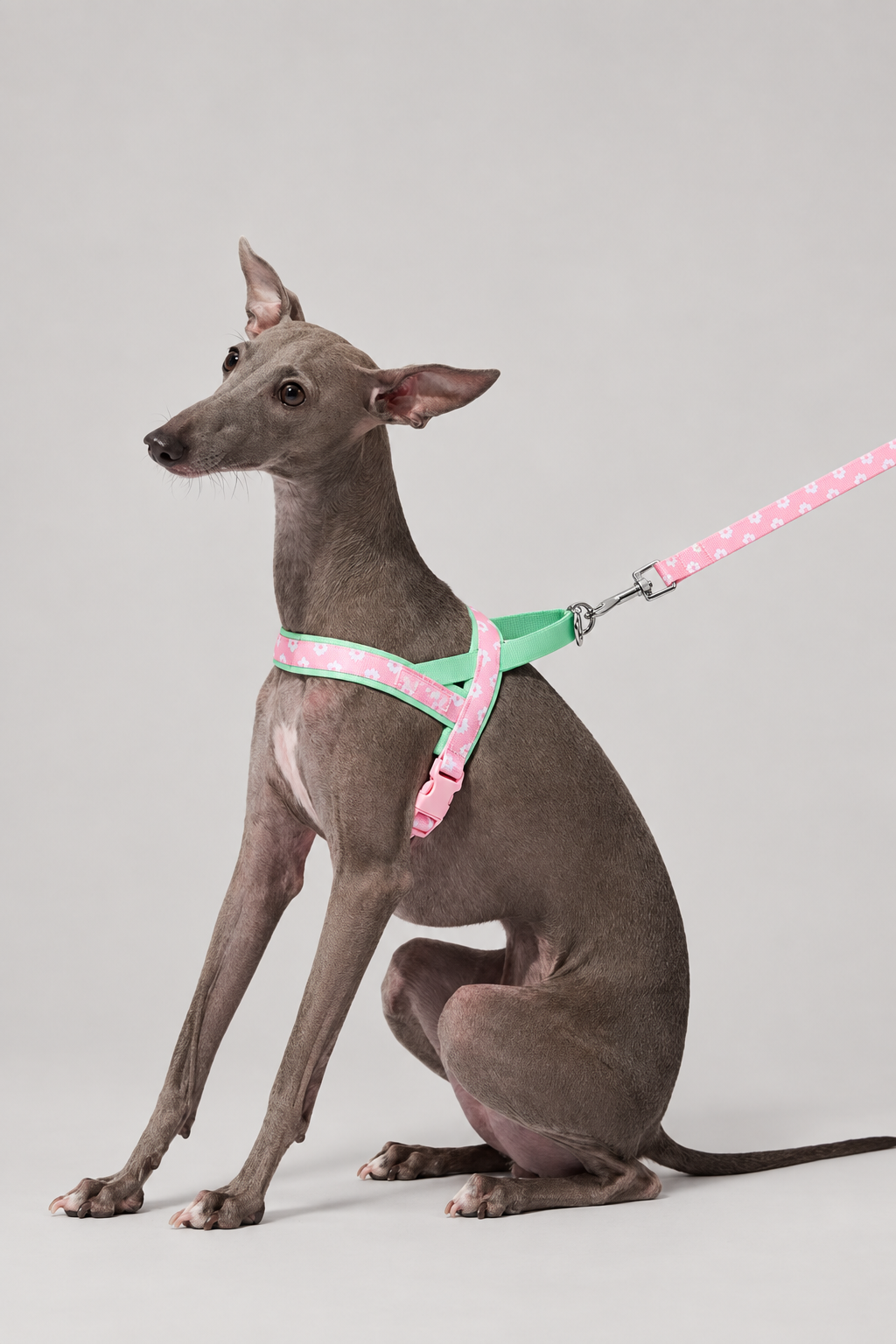 Floral dog harness and lead set – Padded Step-In Harness
