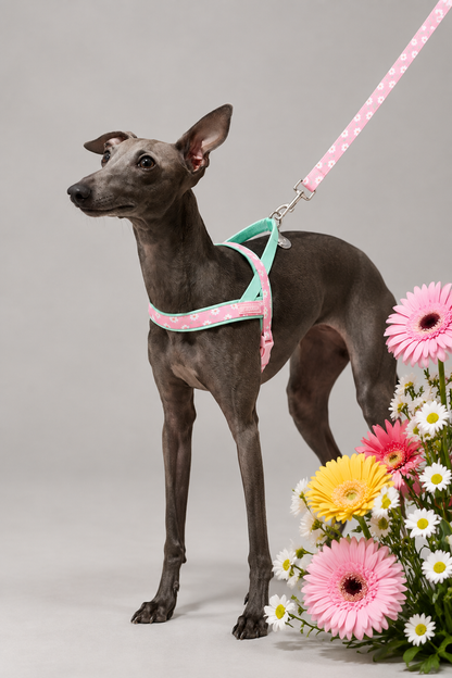 Floral dog harness and lead set – view 5