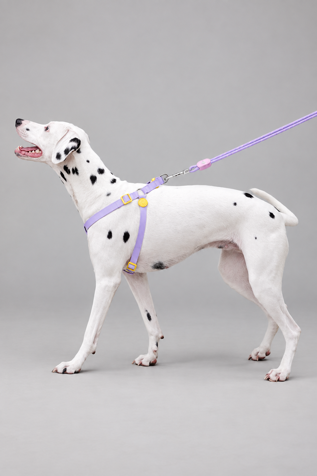 Rope dog collar and lead set – view 7