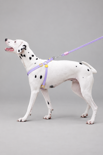 Rope dog collar and lead set – view 7