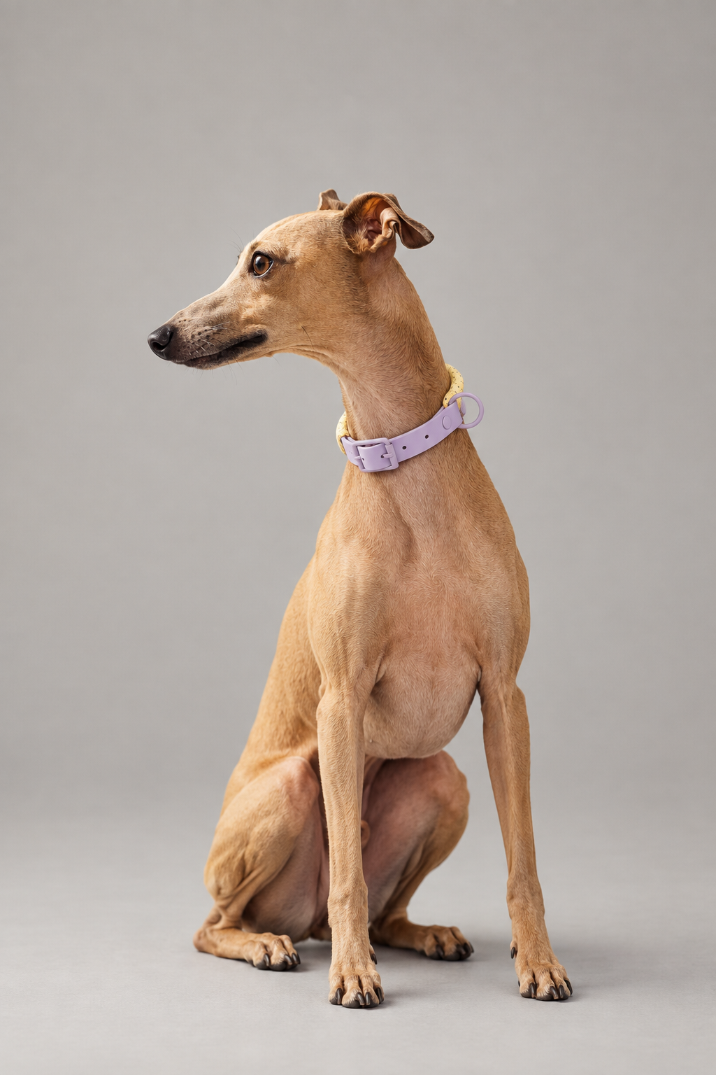 Two-tone PVC dog harness – view 2