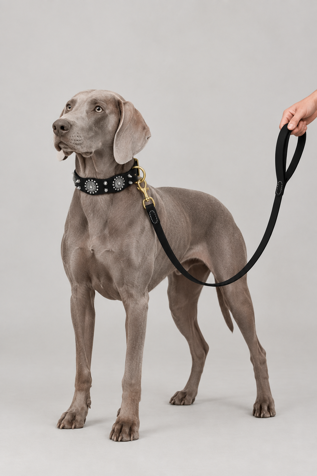 Weimaraner wearing the decorated black collar and matching lead