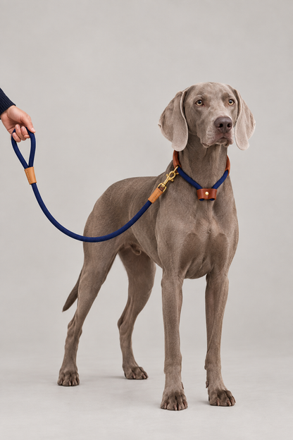 Weimaraner wearing the navy rope and leather collar and lead set