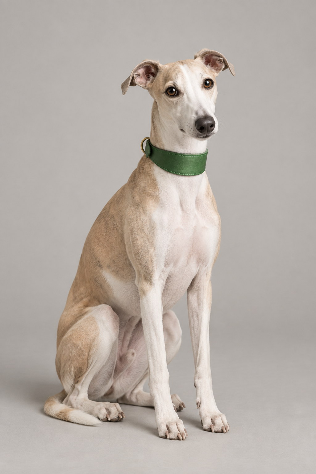 Whippet wearing Forest Leather Hound Collar