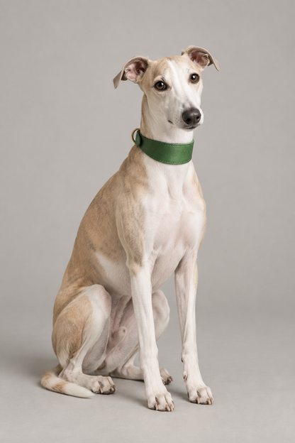 Whippet wearing Forest Leather Hound Collar