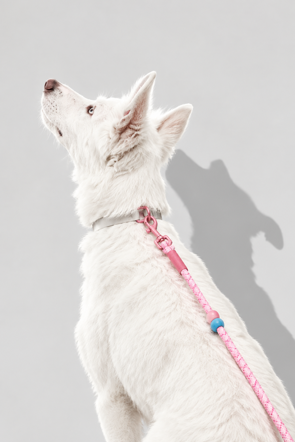 Braided rope dog lead – view 4