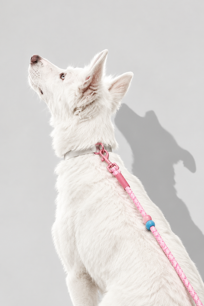 Braided rope dog lead – view 4