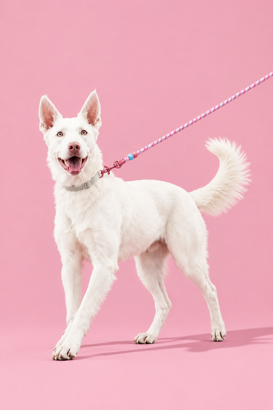 Braided rope dog lead – view 2