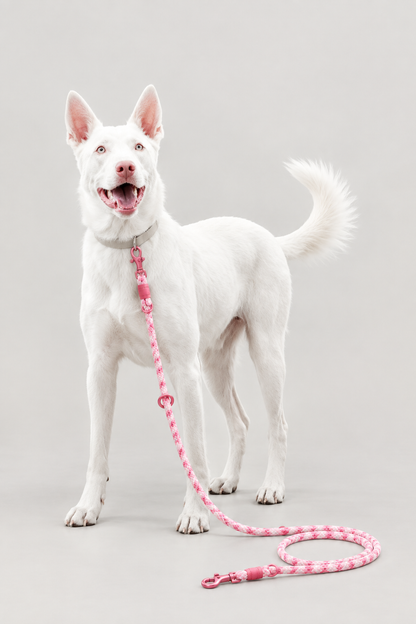 Braided rope dog lead – view 8