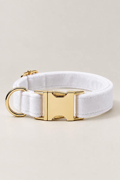 Velvet dog collar with gold buckle in White